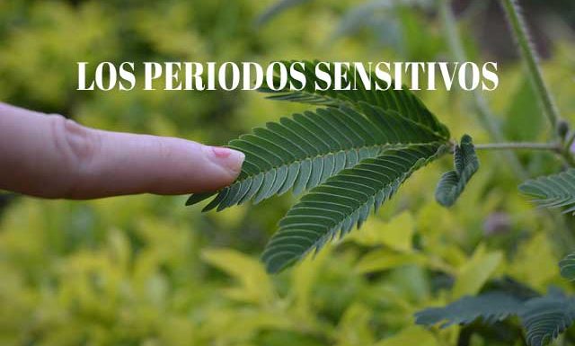 Los periodos sensitivos